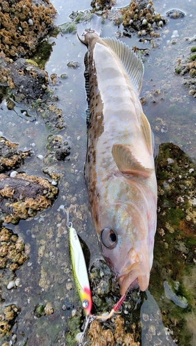 ホッケの釣果