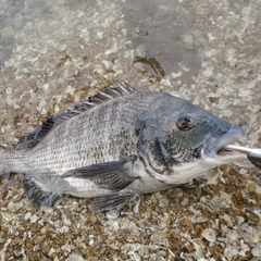 チヌの釣果