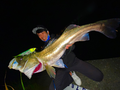 シーバスの釣果