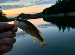 ブラックバスの釣果