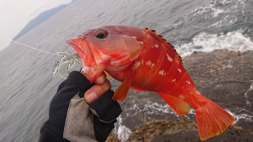 アカハタの釣果