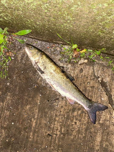 マルタウグイの釣果