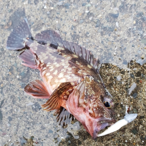 カサゴの釣果