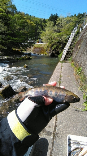 アマゴの釣果