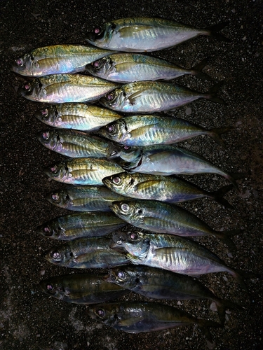 アジの釣果