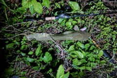 ニホンナマズの釣果