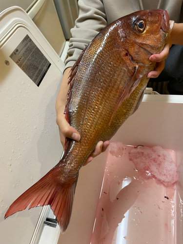 マダイの釣果