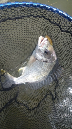 キビレの釣果