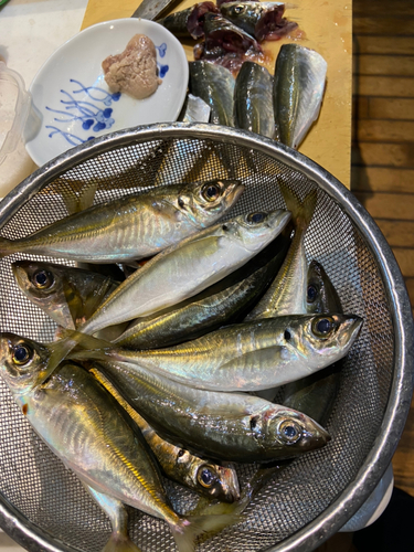 マアジの釣果