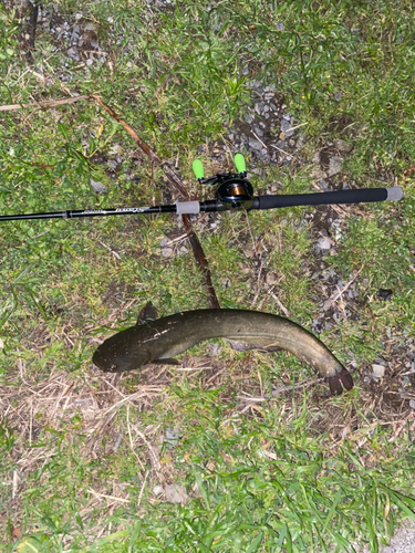 ナマズの釣果