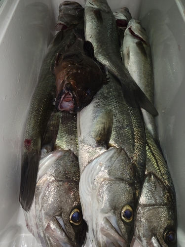 シーバスの釣果