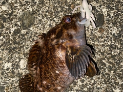 ムラソイの釣果