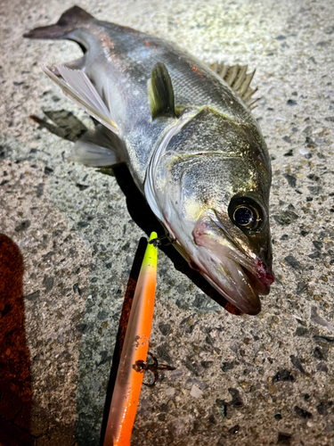 シーバスの釣果