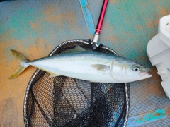 ハマチの釣果