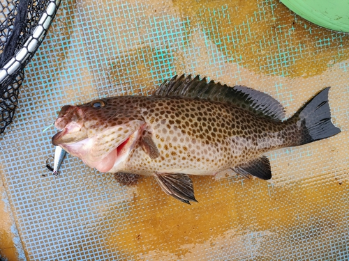 オオモンハタの釣果