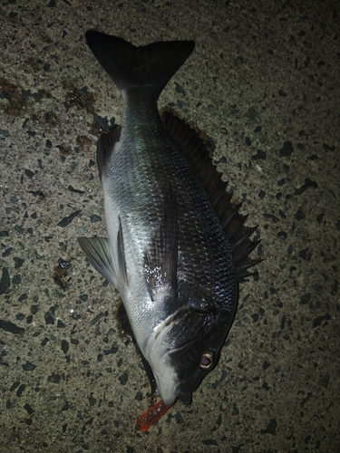 クロダイの釣果