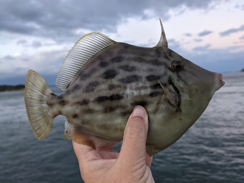 カワハギの釣果