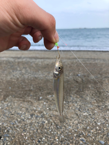 キスの釣果