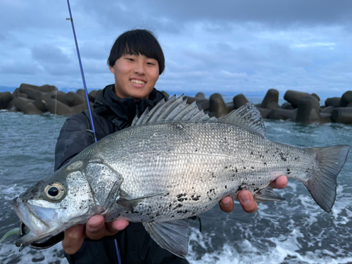 ヒラスズキの釣果