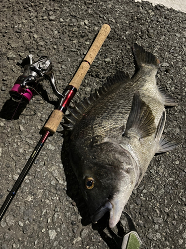 クロダイの釣果