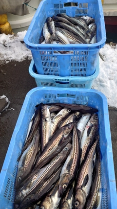 スケトウダラの釣果