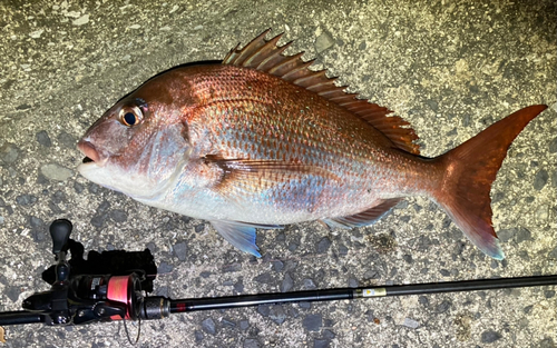 マダイの釣果