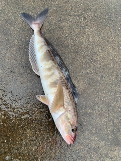 ホッケの釣果