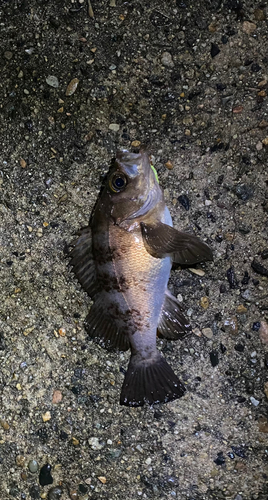 メバルの釣果