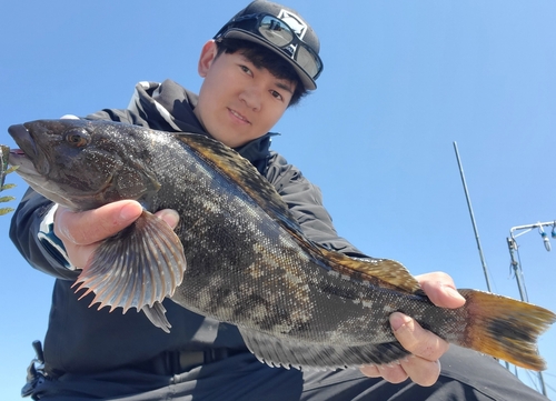 アイナメの釣果