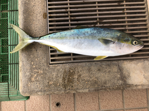 イナダの釣果