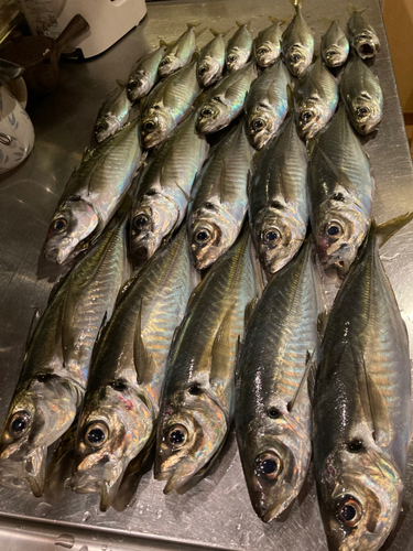 マアジの釣果