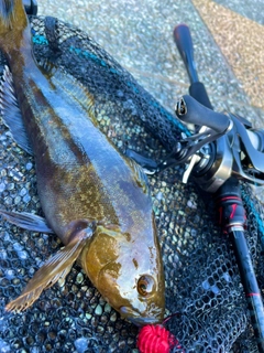 アイナメの釣果