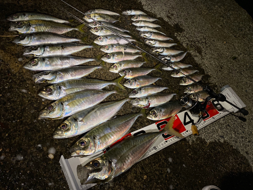 マアジの釣果