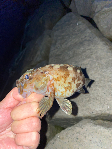 カサゴの釣果