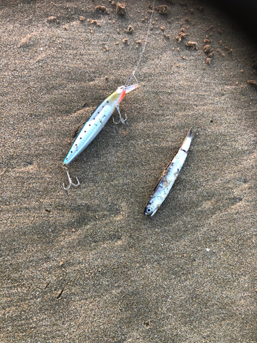 イワシの釣果