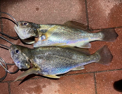 イシモチの釣果