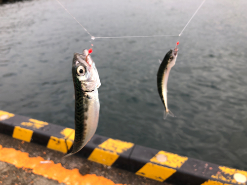 サバの釣果