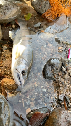 アマゴの釣果