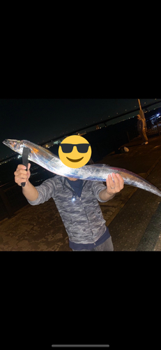 メジロの釣果