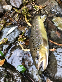 ブラウントラウトの釣果