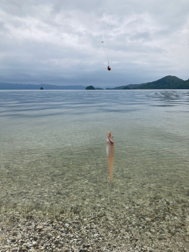 シロギスの釣果