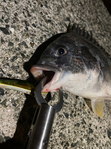 キビレの釣果