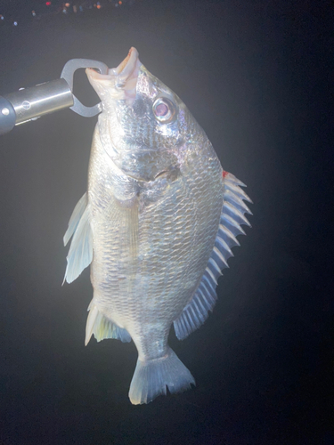 キビレの釣果