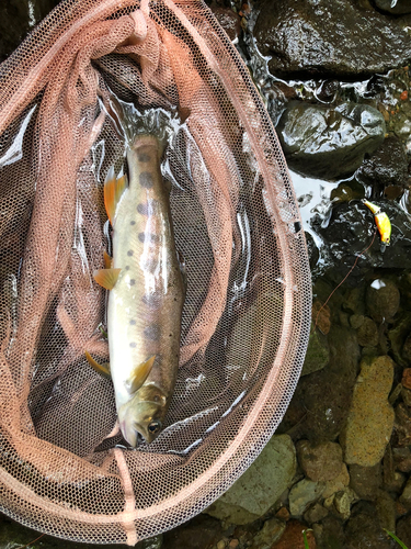 アマゴの釣果