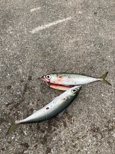 サバの釣果