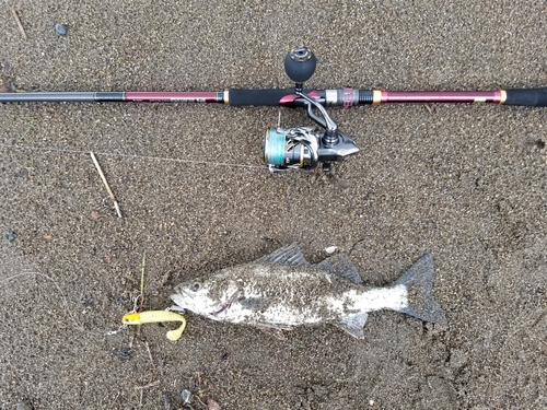 フッコ（マルスズキ）の釣果