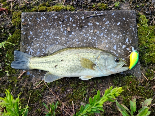 ラージマウスバスの釣果