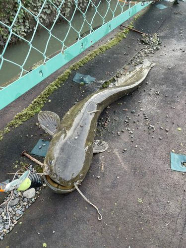 マナマズの釣果