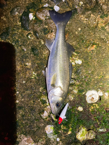 フッコ（マルスズキ）の釣果