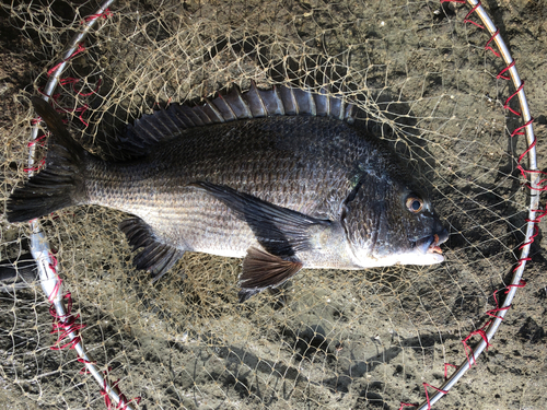 チヌの釣果